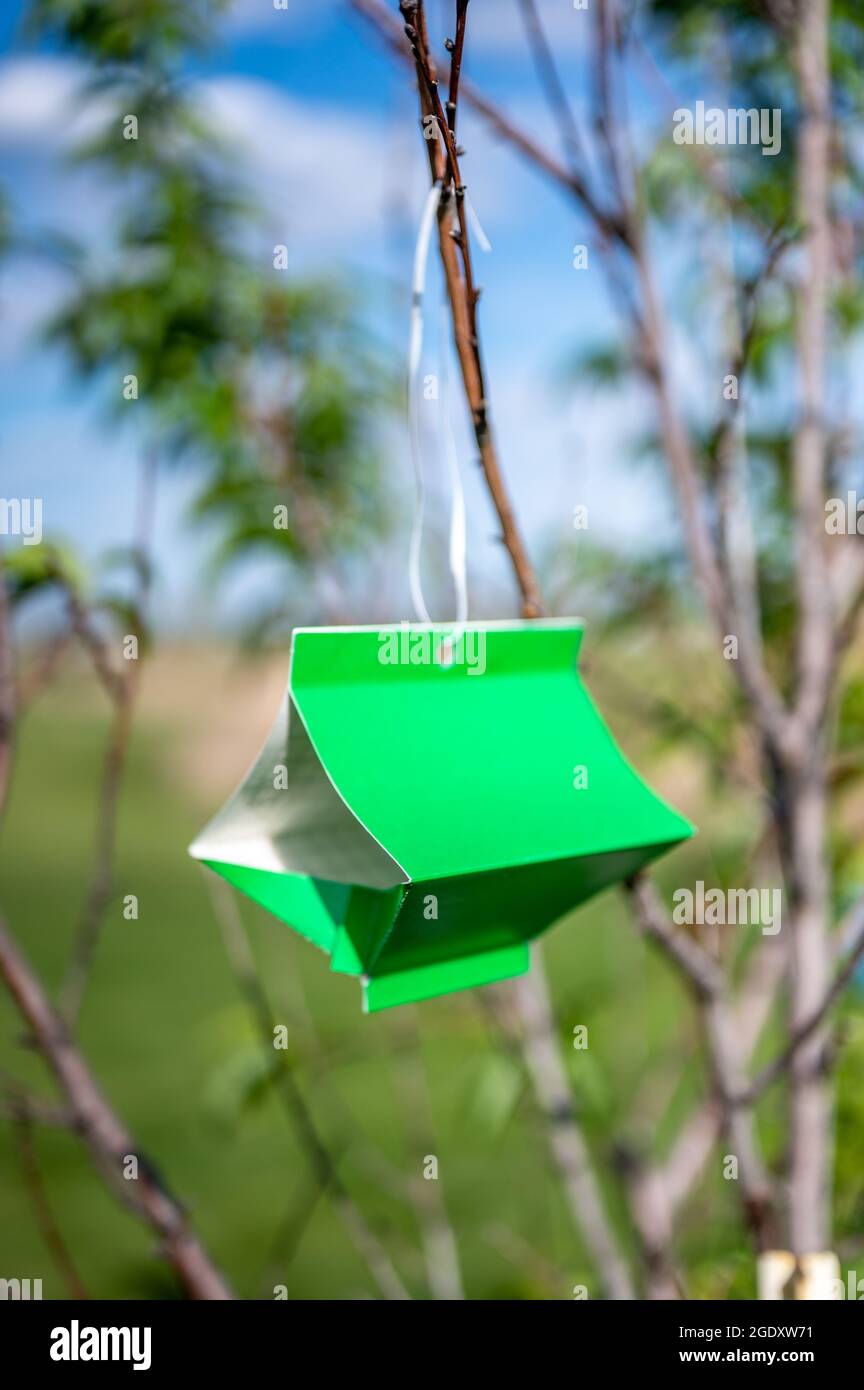 Fruit tree moth sticky trap with pheromone lure to monitor insect adult infestations Stock Photo