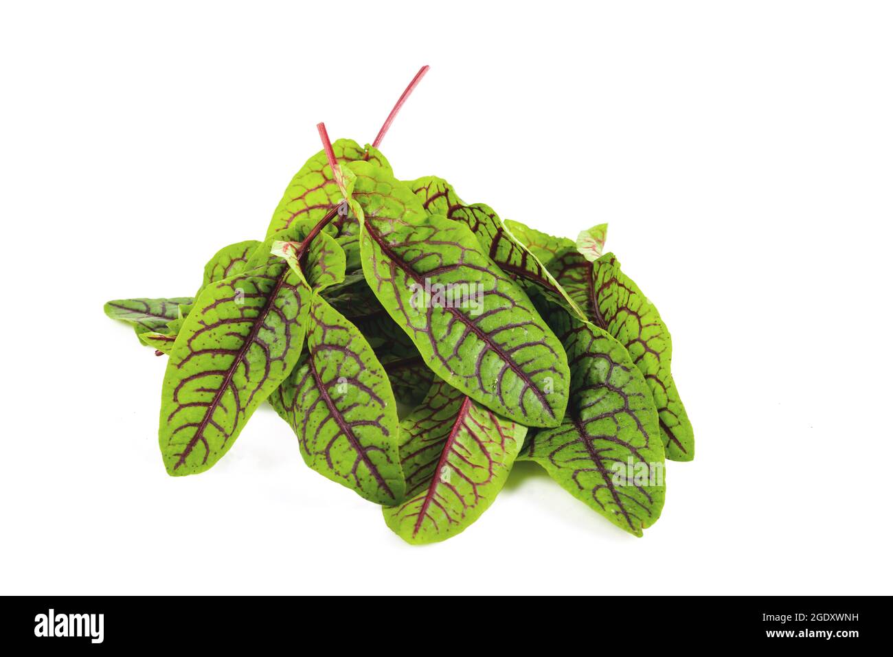 fresh red veined sorrel leaves isolated on the white background Stock Photo
