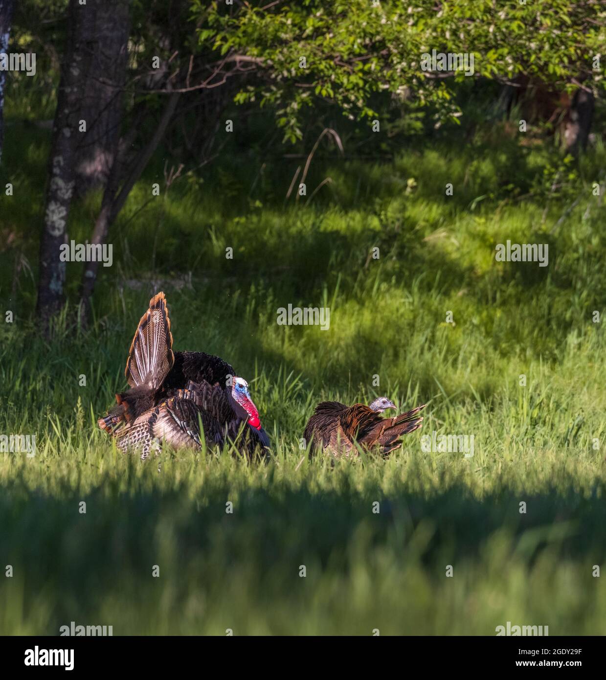 Tom turkey displaying for a hen in northern Wisconsin Stock Photo Alamy