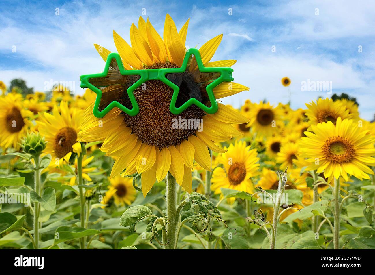 Yellow sunflower with green star sunglasses in Michigan sunflower field Stock Photo