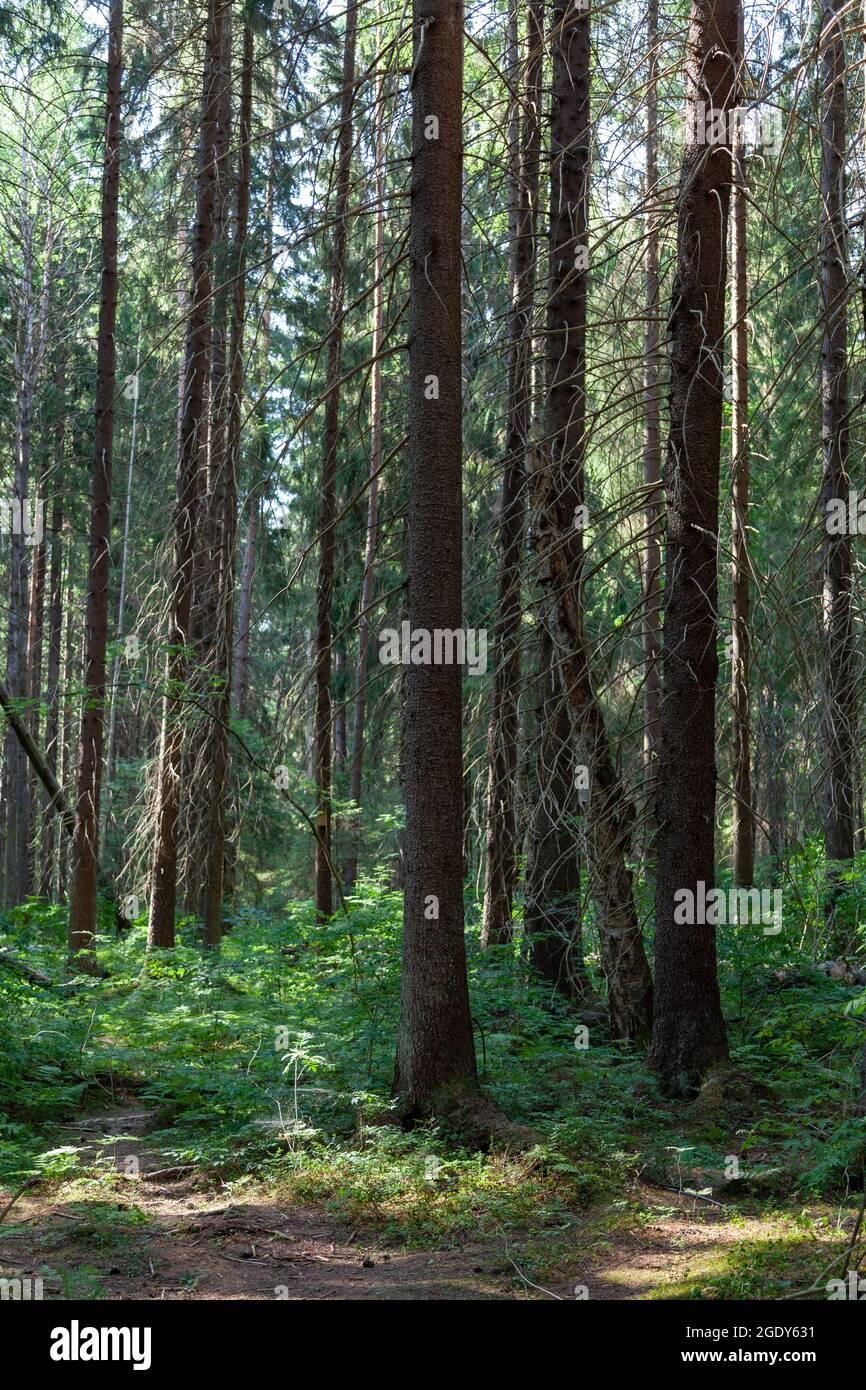 Pine forest.  Komarovo, Saint Petersburg, Russia. Stock Photo