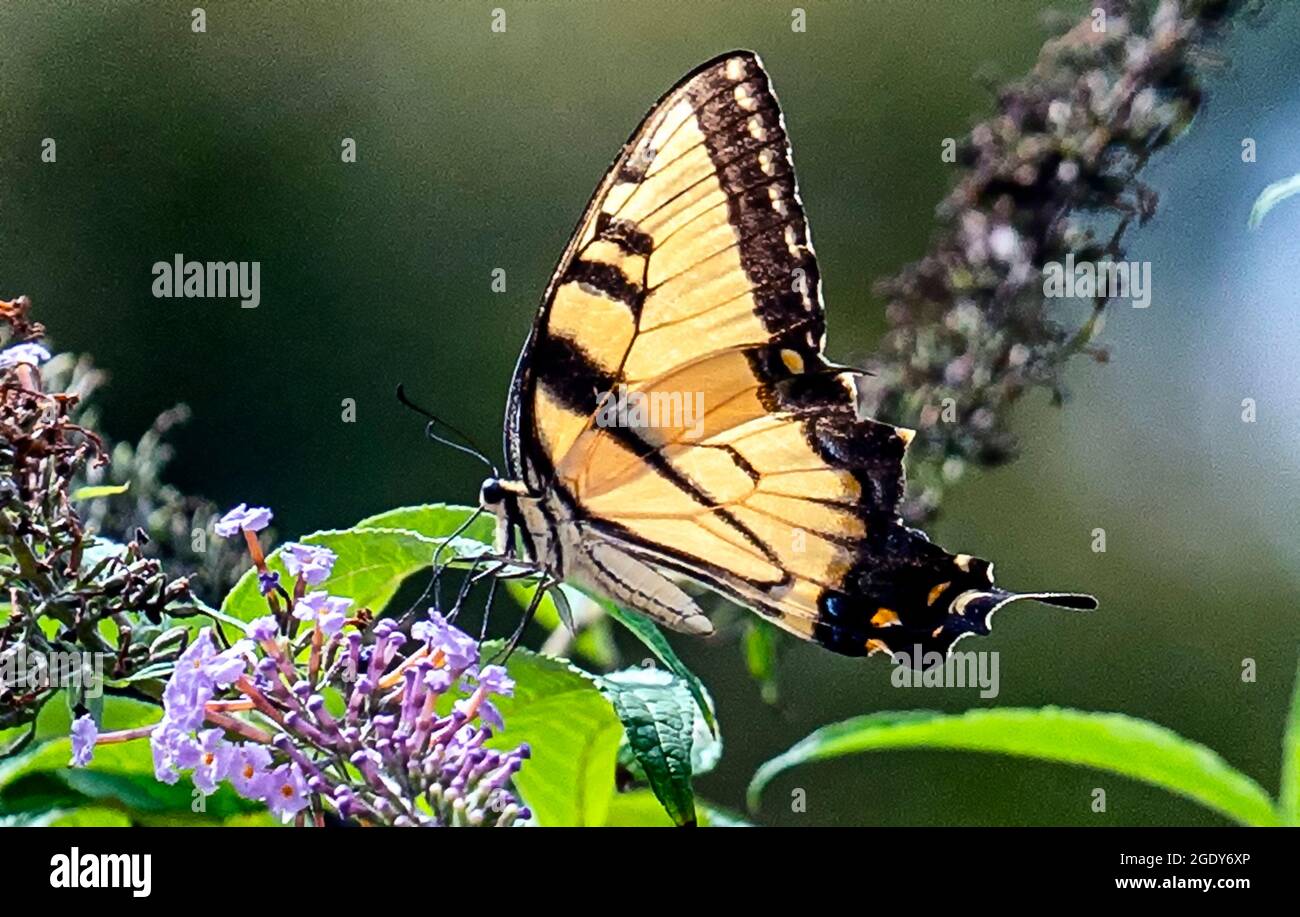 Monarch butterfly pollinates garden hi-res stock photography and images ...