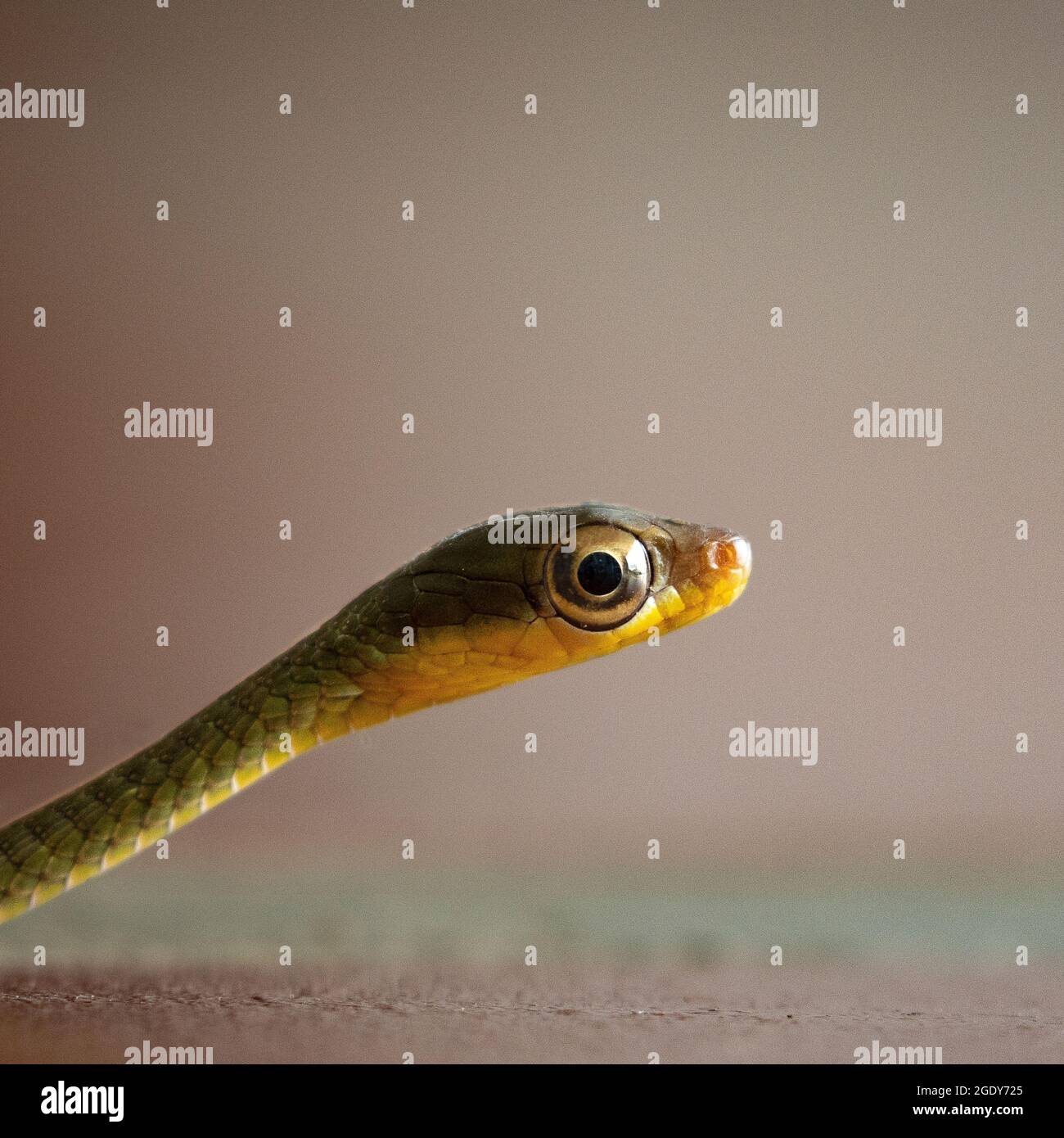 Little Snake ready to attack. Stock Photo