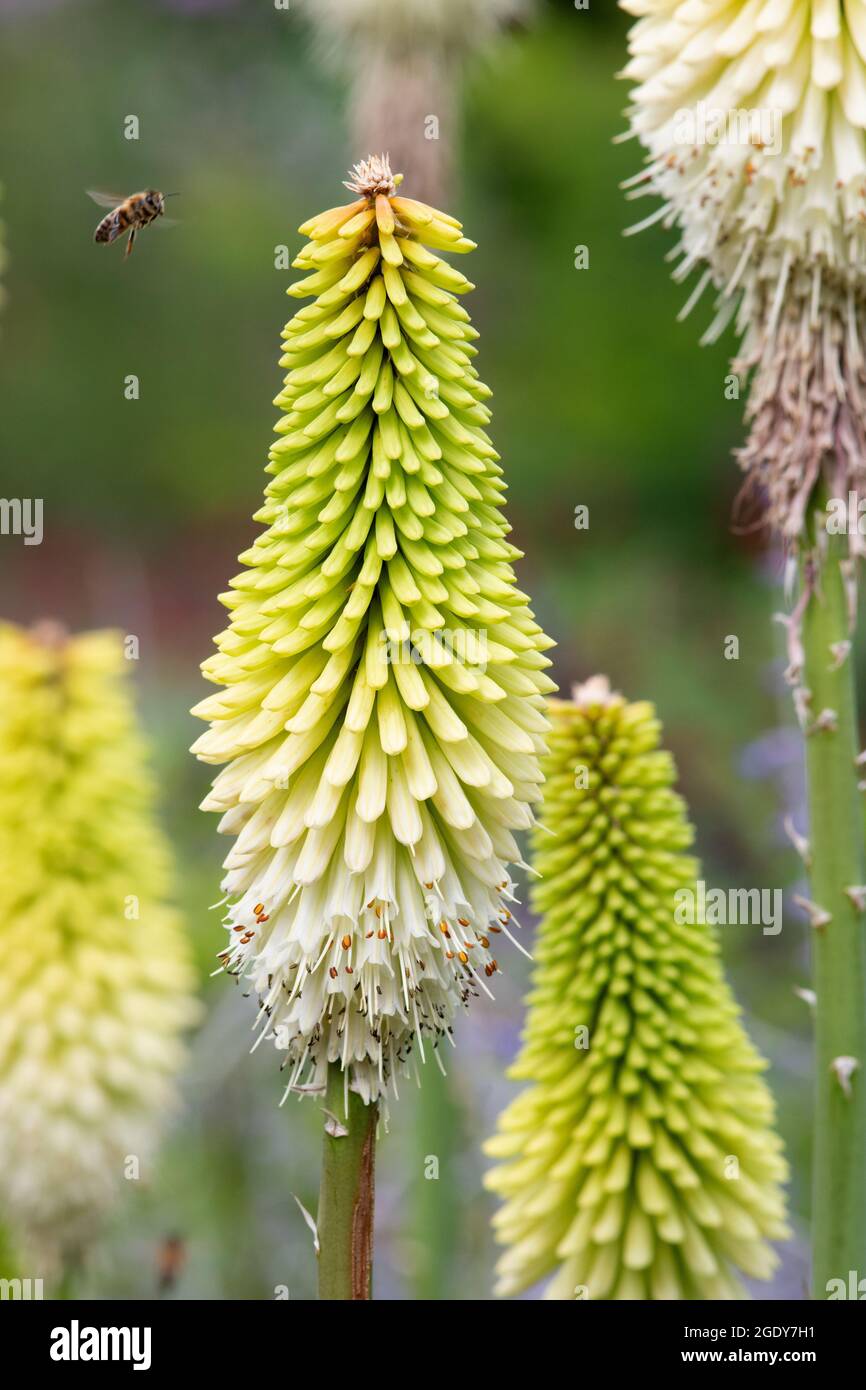 Kniphofia 'Ice Queen' Stock Photo