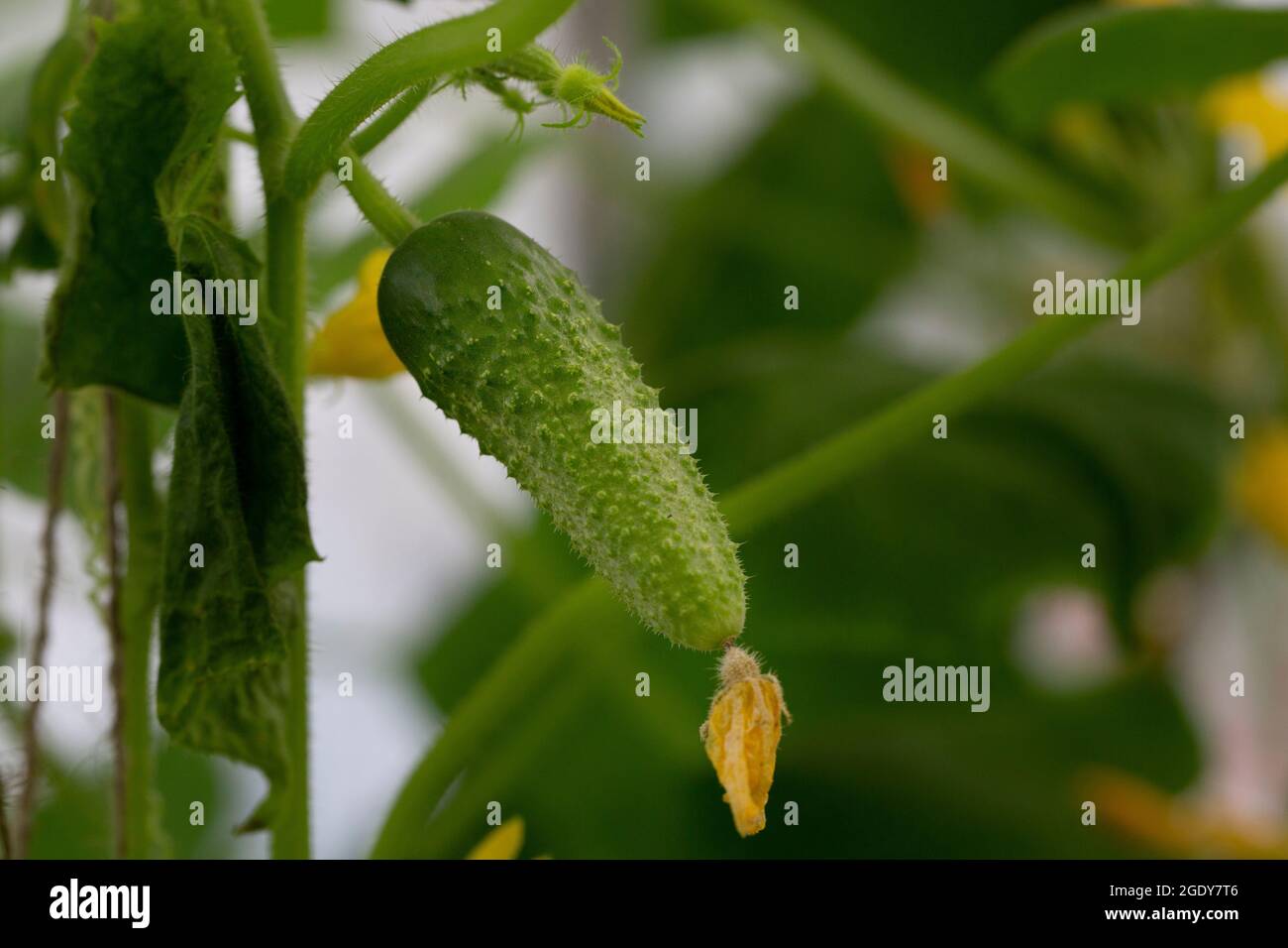 A green cucumber with flowers growing in a garden or in a greenhouse. The concept of harvesting. Stock Photo