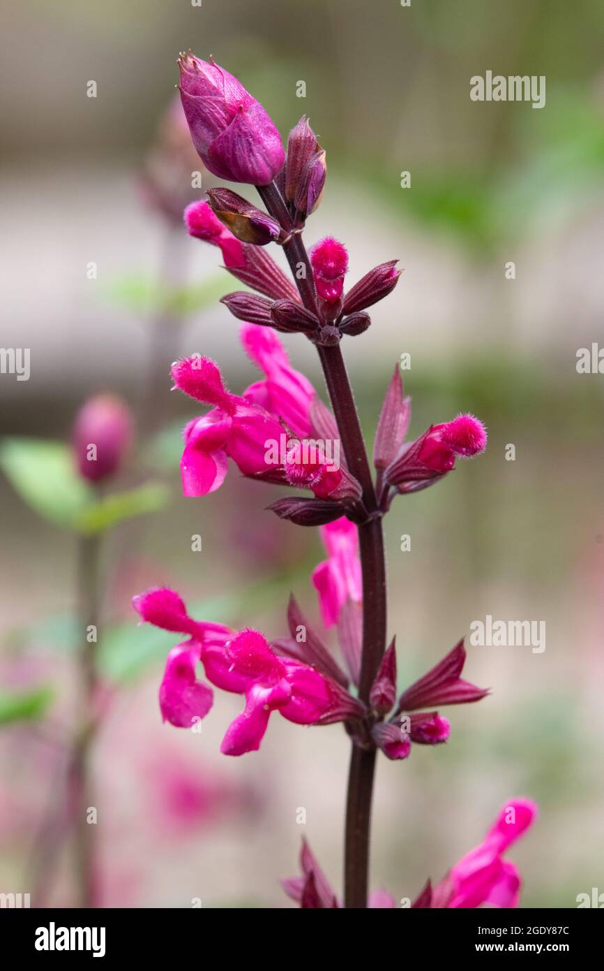 Salvia 'Mulberry Jam' Stock Photo