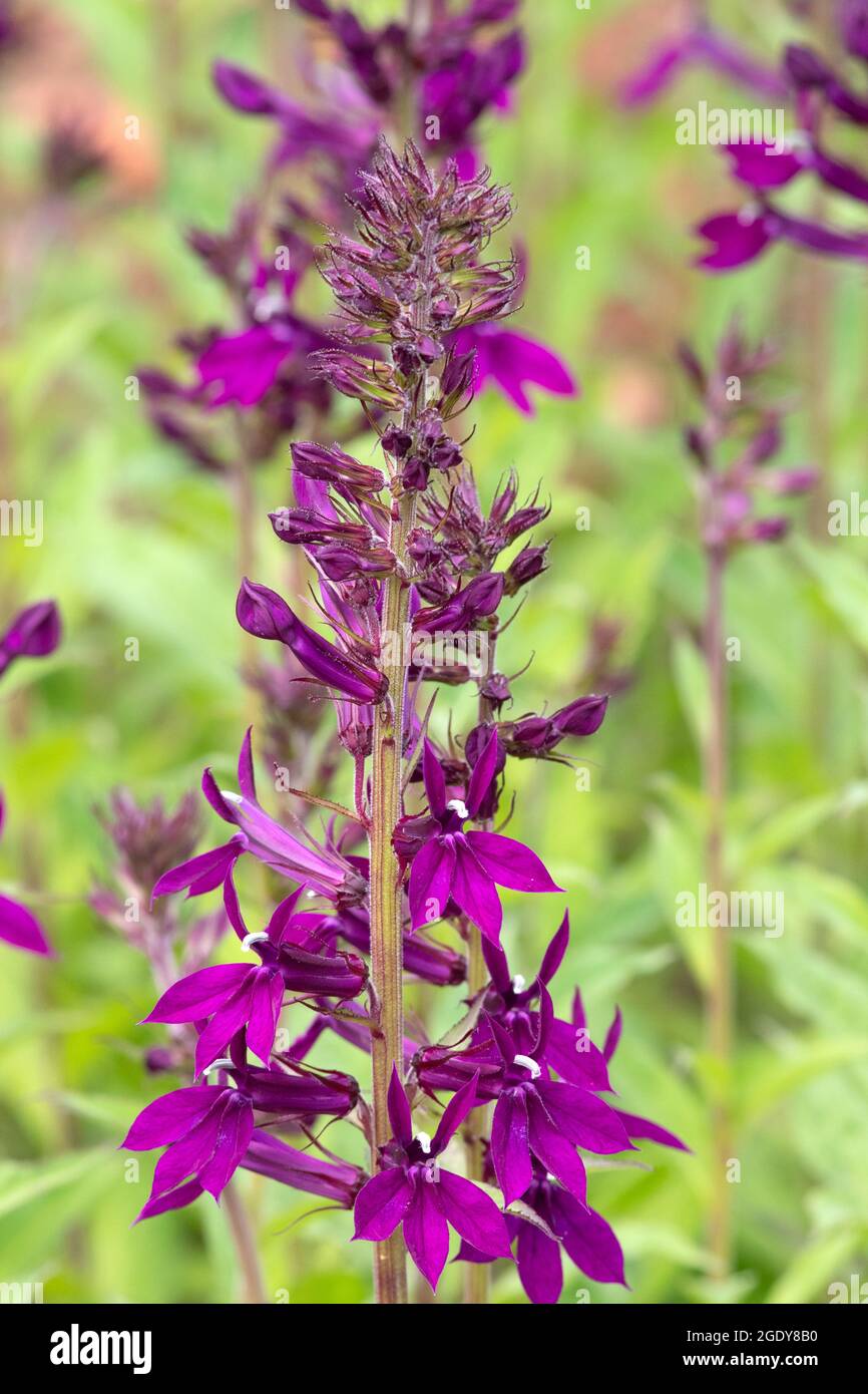 Lobelia × speciosa 'Hadspen Purple' Stock Photo