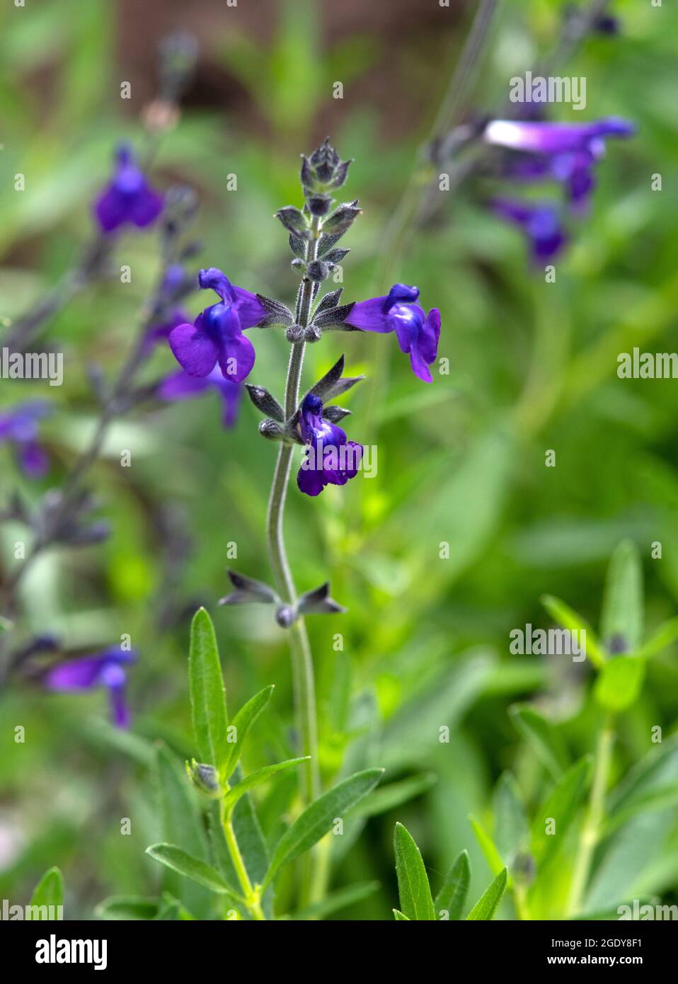 Salvia lycioides A. Gray Stock Photo