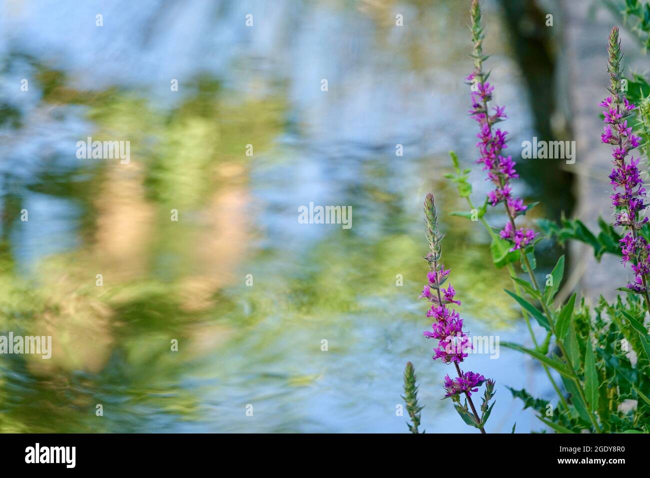 Purple loosestrife or arroyuella flowers (Lythrum salicaria) with plant reflections in the water in the background Stock Photo