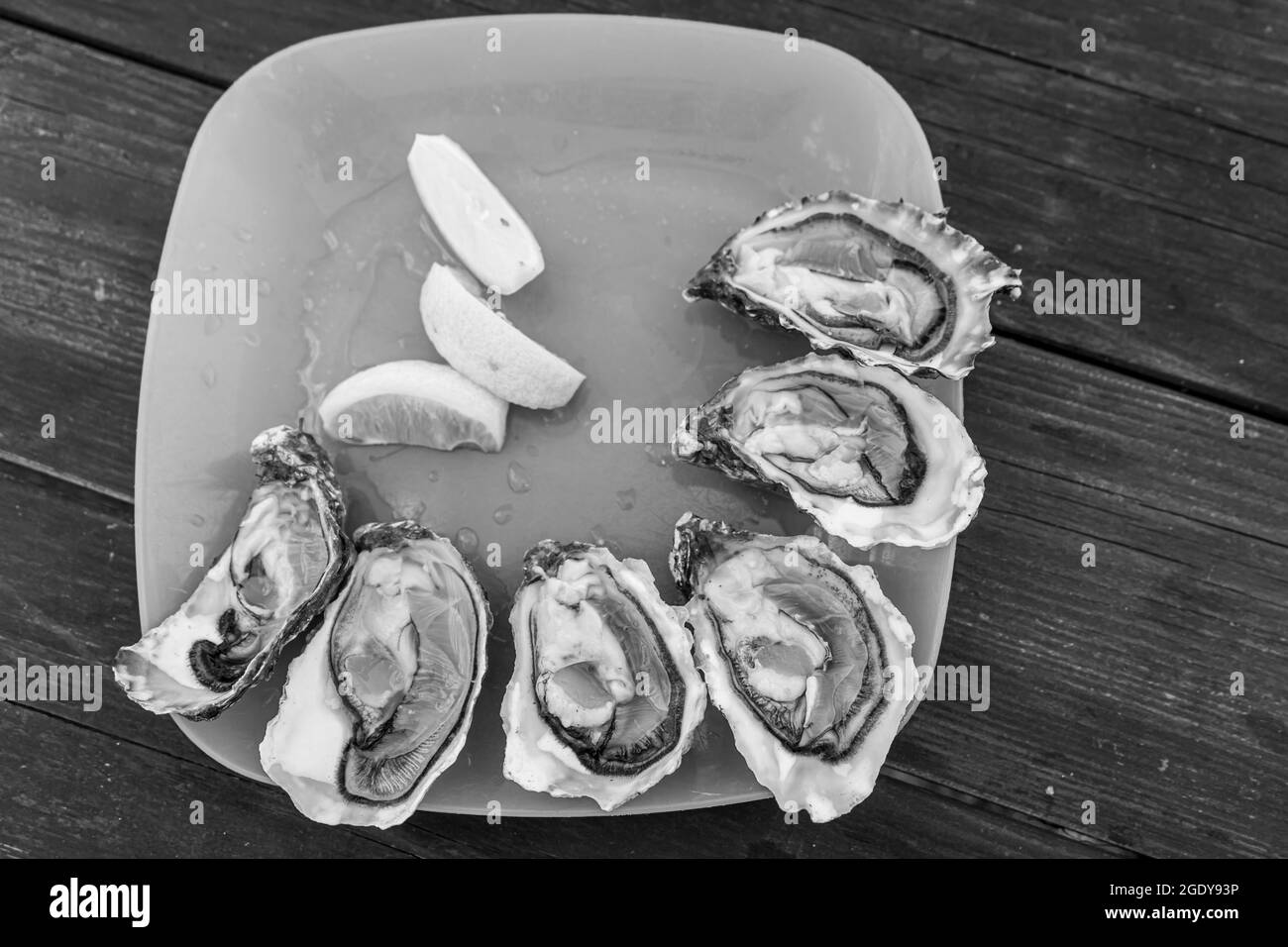 Fresh oysters and lemon on Oyster farm in Ukraine in the Tiligul
