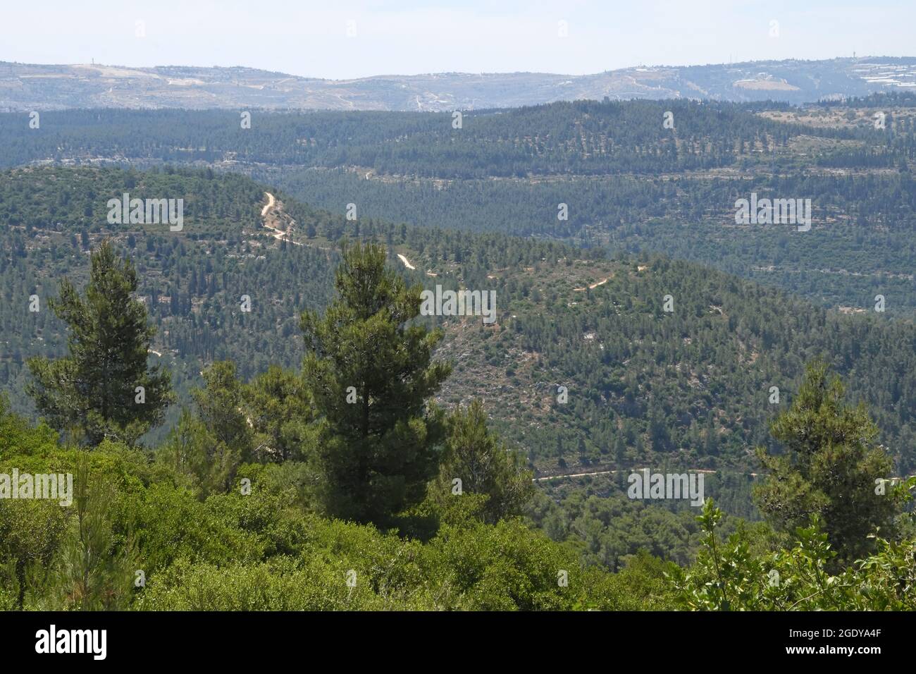 Jerusalem mountains and forests. Israel Stock Photo