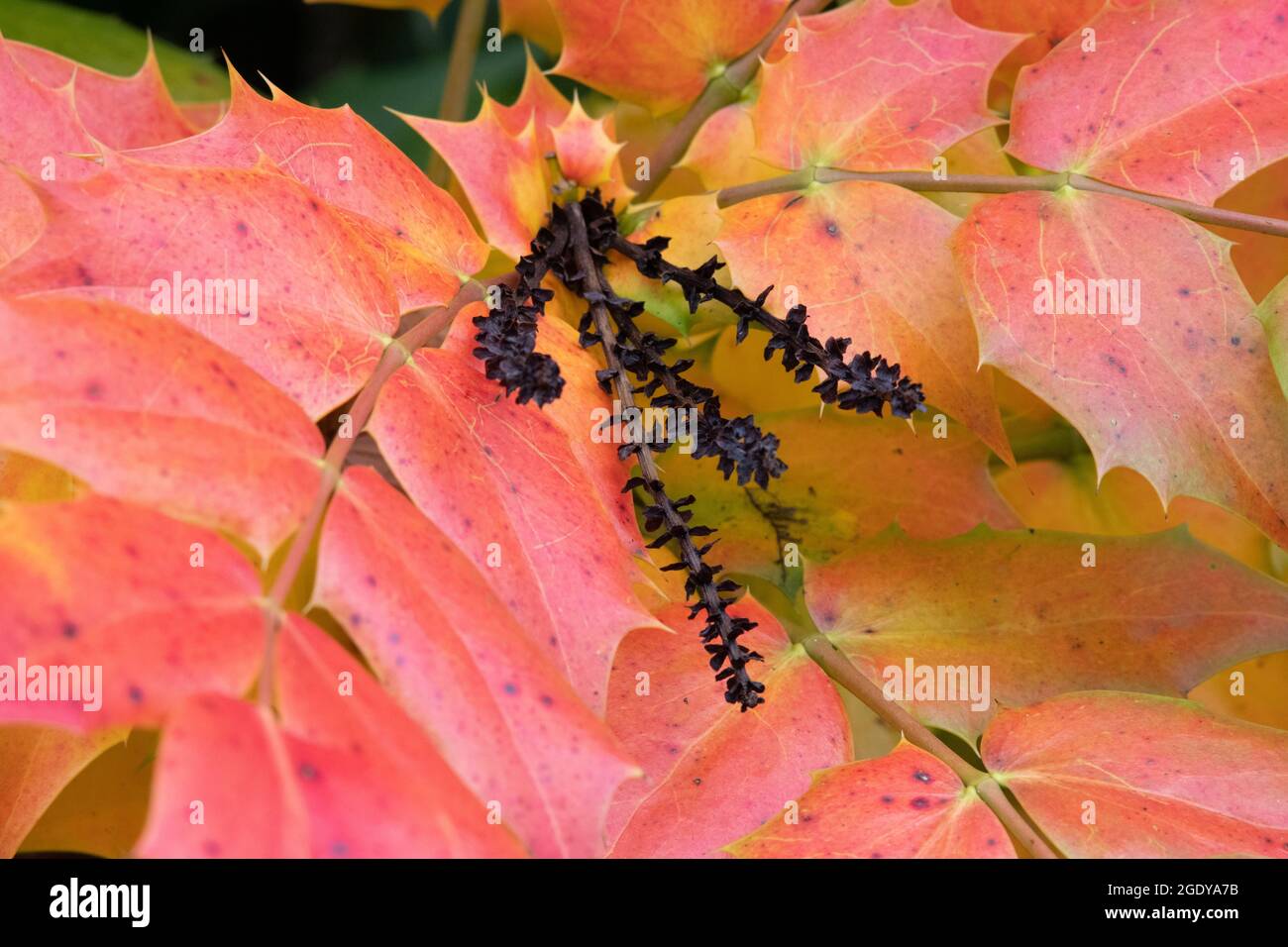 Mahonia japonica Bealei Group Stock Photo