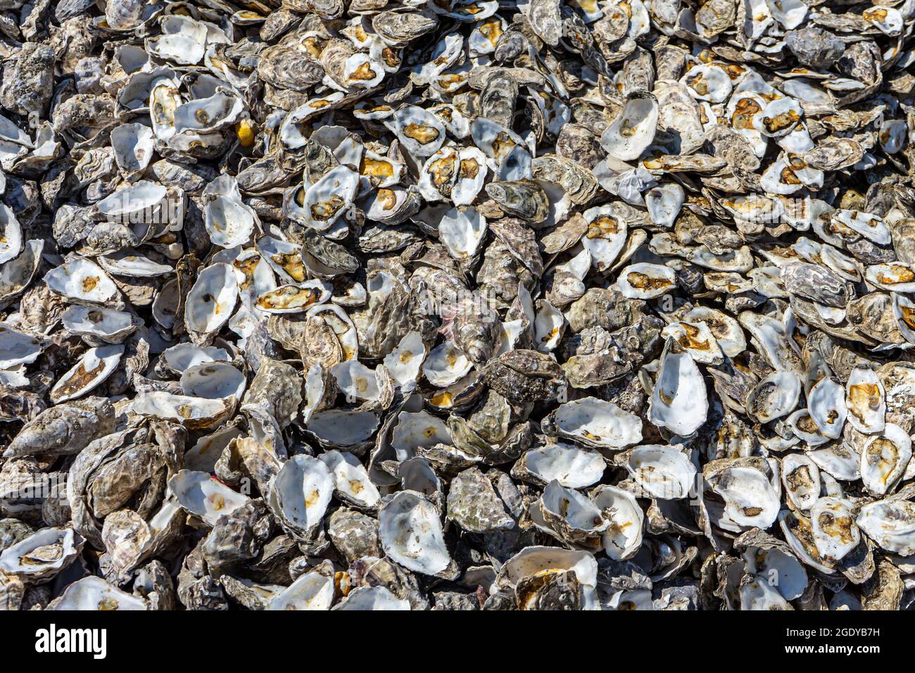 Opened oyster shells hi-res stock photography and images - Alamy