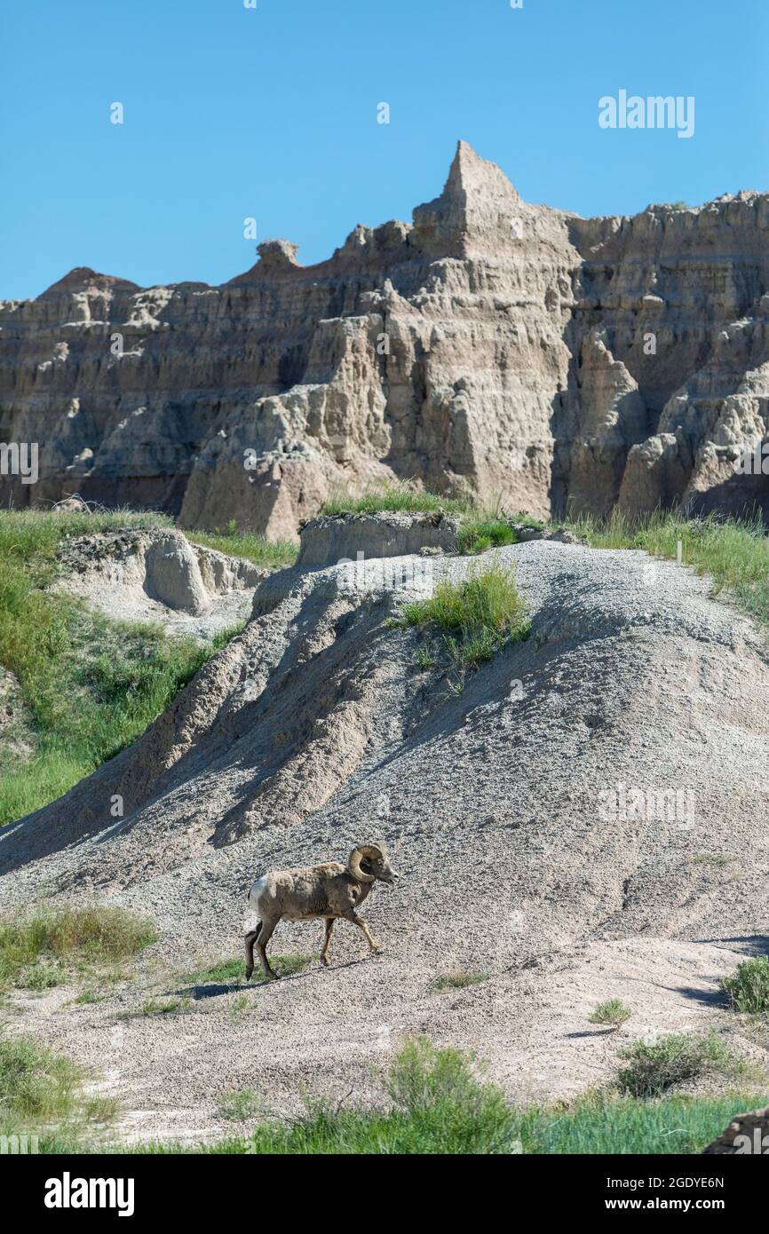 SD00403-00.....SOUTH DAKOTA - Big horn sheep, Ovis canadensis, and eroded buttes near the fossell trail turnout, Badlands National Park. Stock Photo