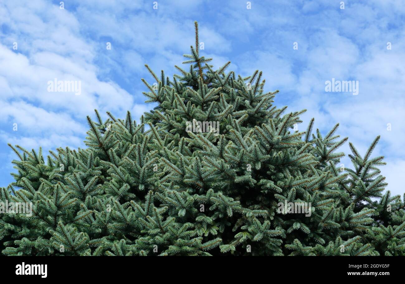 The top of a beautiful silver evergreen spruce in front of a blue sky with white clouds Stock Photo