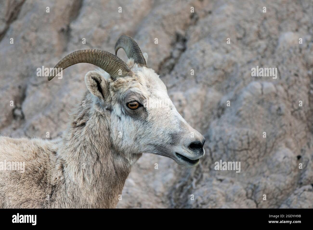 SD00447-00....SOUTH DAKOTA - Mountain sheep (female) in Badlands National Park. Stock Photo