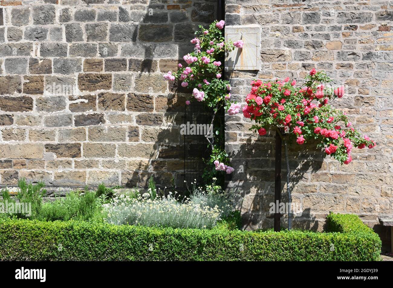 Rose bed in front of the medieval village church in Peetzen Stock Photo