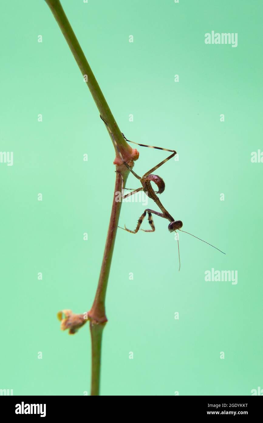 A small praying mantis on a plant with a light green background. Stock Photo