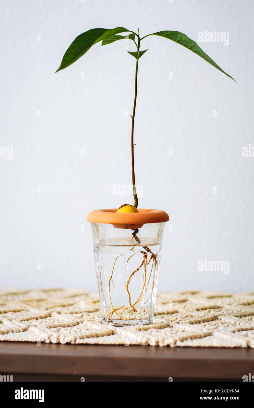 A young avocado sprout growing from pit or seed in glass of water. Stock Photo
