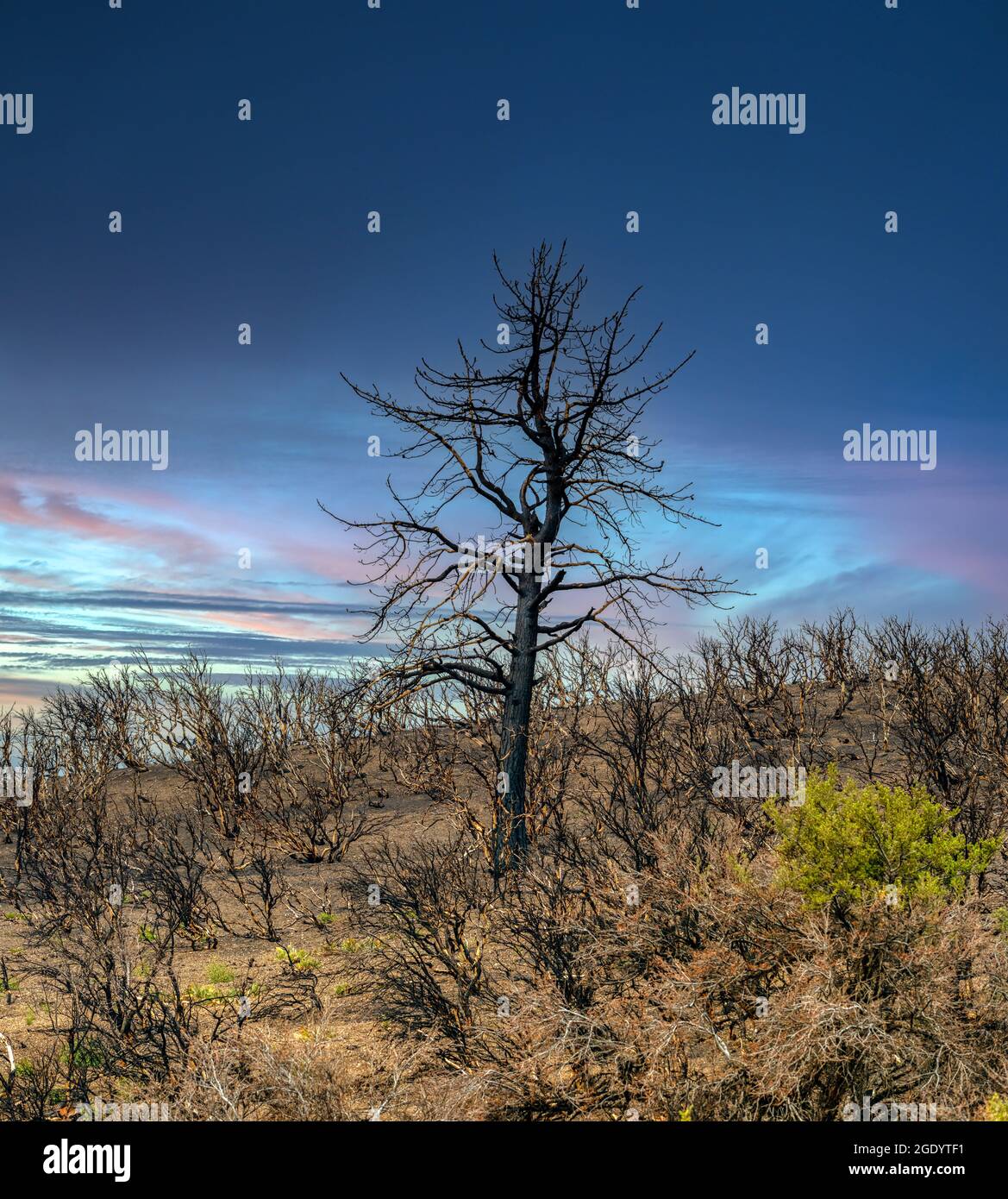 Burned out landscape in the desert mountains of Northern Nevada near Reno. Stock Photo