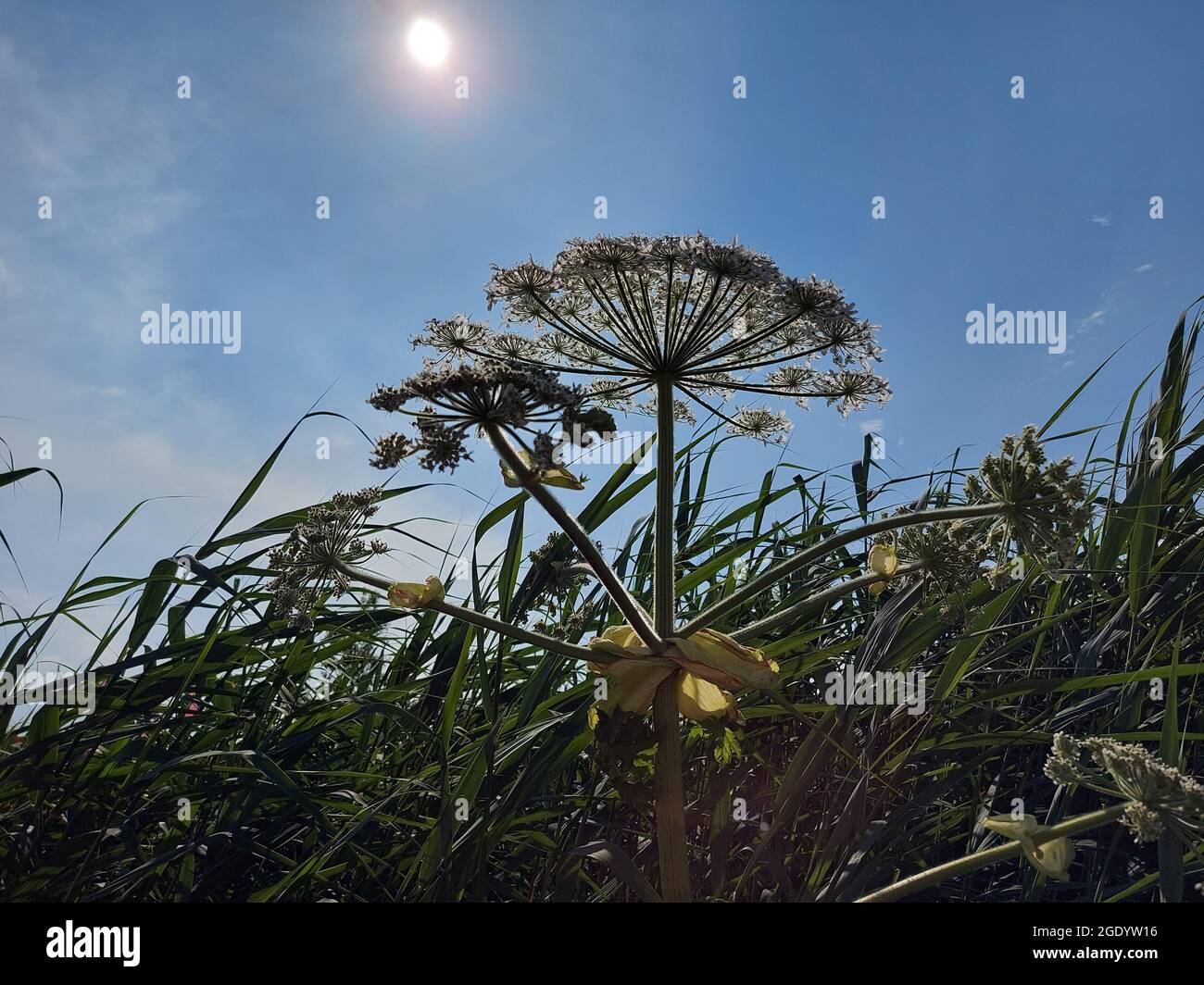 Hogweed flower by the side of the road, the plant causes allergic