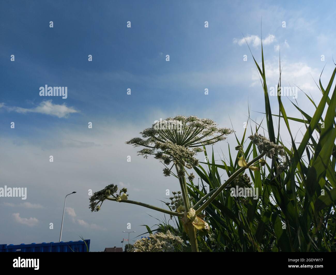 Hogweed flower by the side of the road, the plant causes allergic
