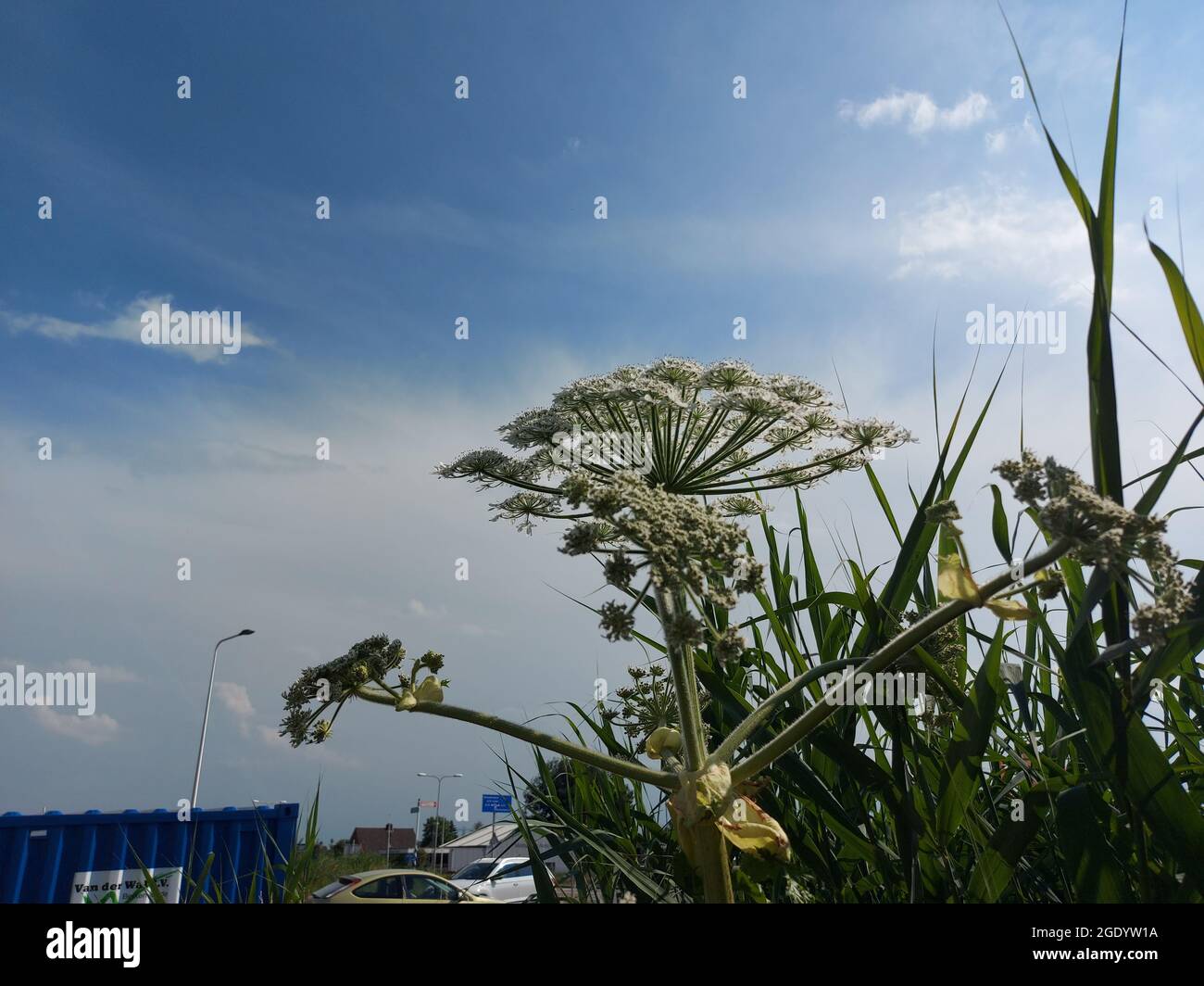 Hogweed flower by the side of the road, the plant causes allergic