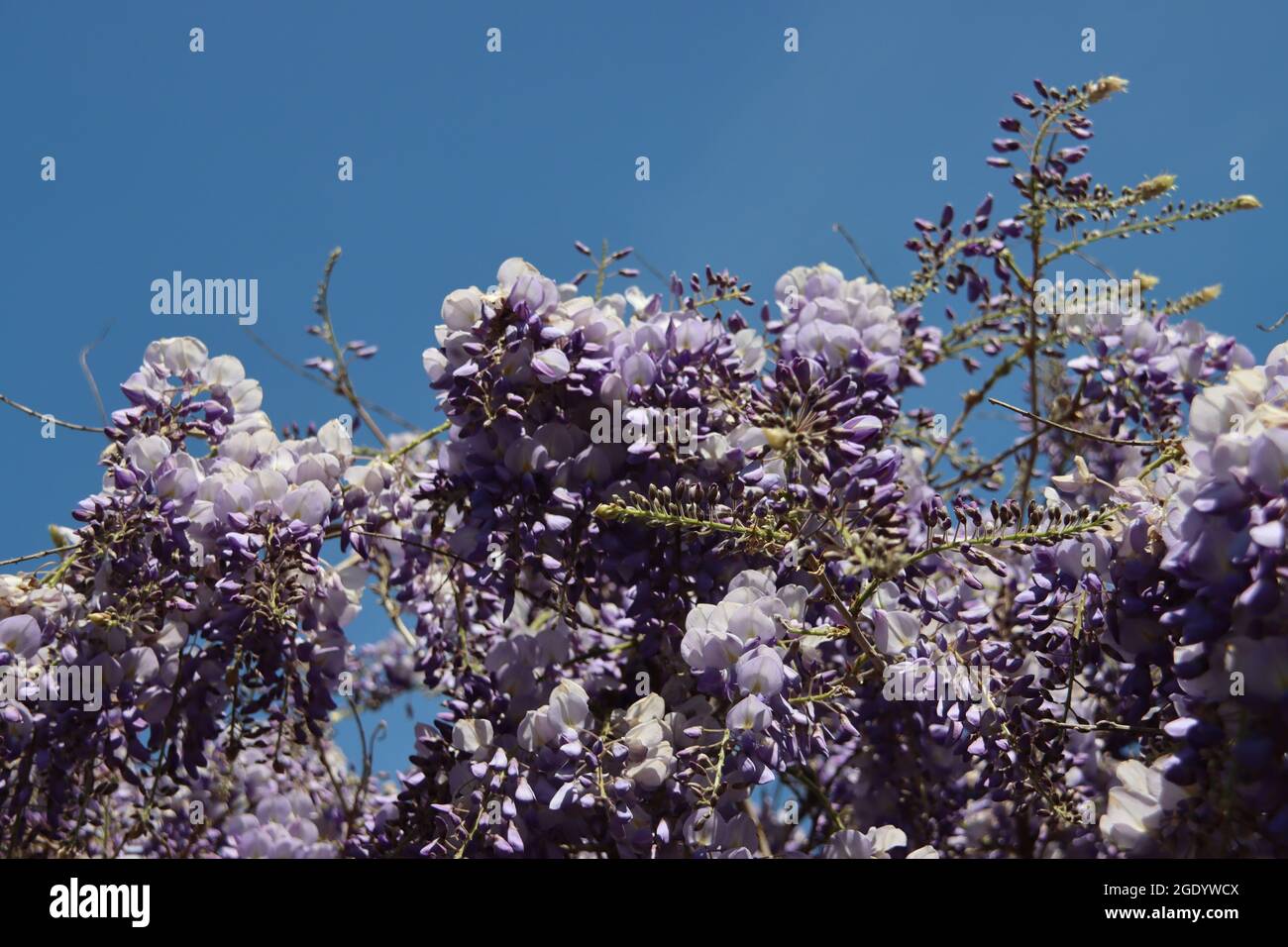 Blue colors of the Wisteria flowers during springtime in the ...