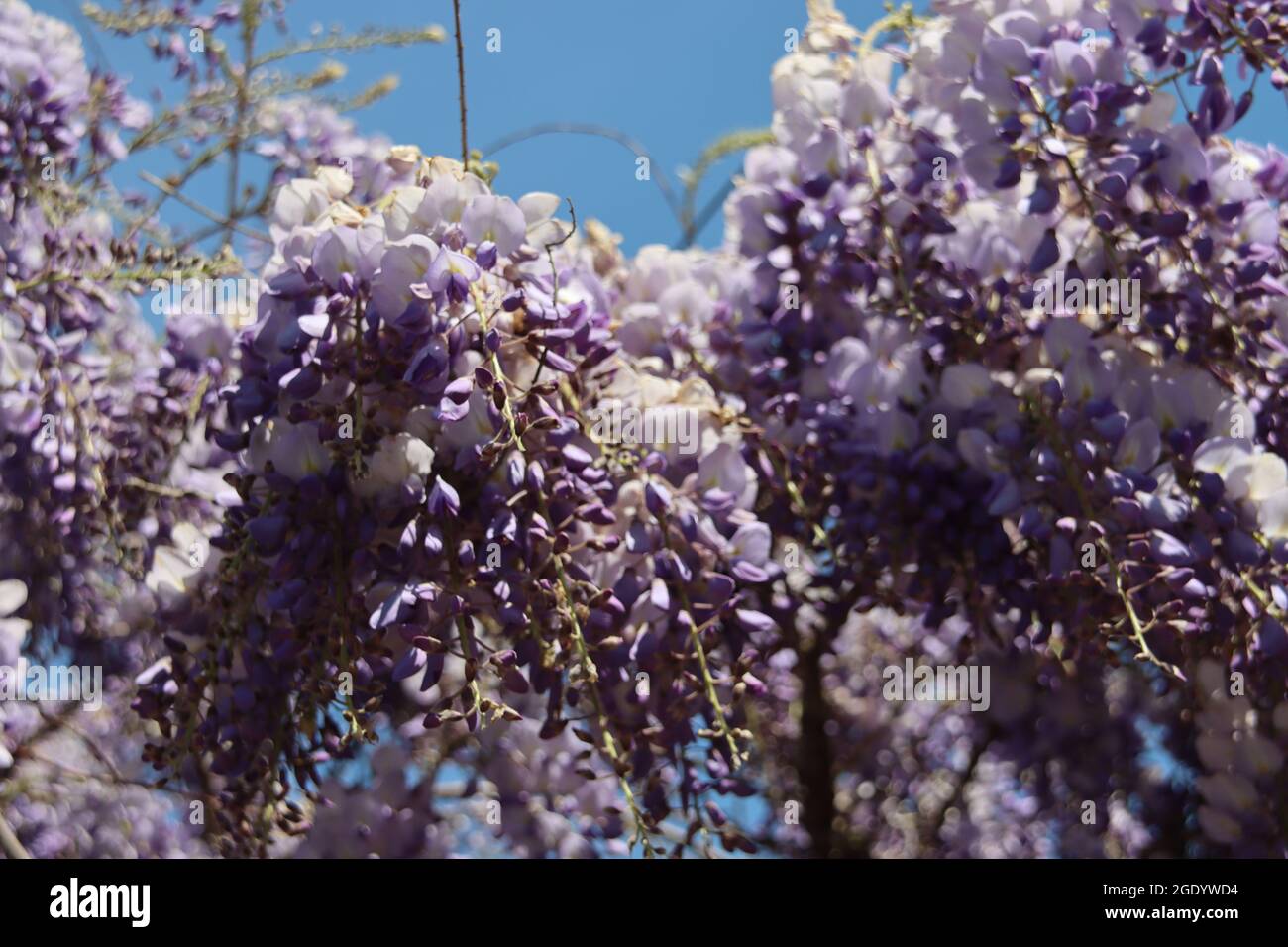 Blue colors of the Wisteria flowers during springtime in the ...