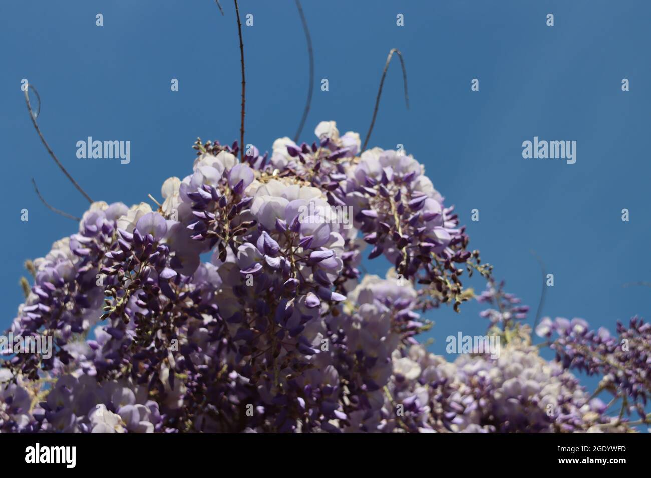 Blue colors of the Wisteria flowers during springtime in the ...