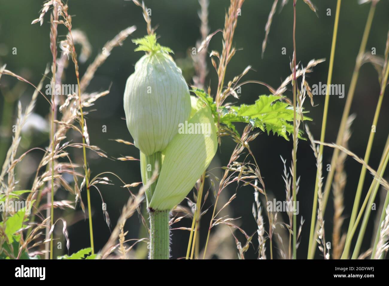 Hogweed flower by the side of the road, the plant causes allergic