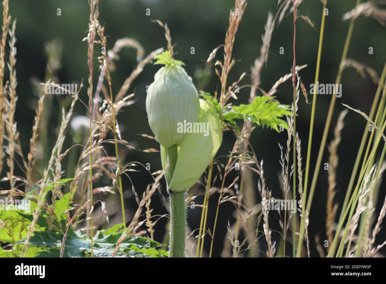 Hogweed flower by the side of the road, the plant causes allergic