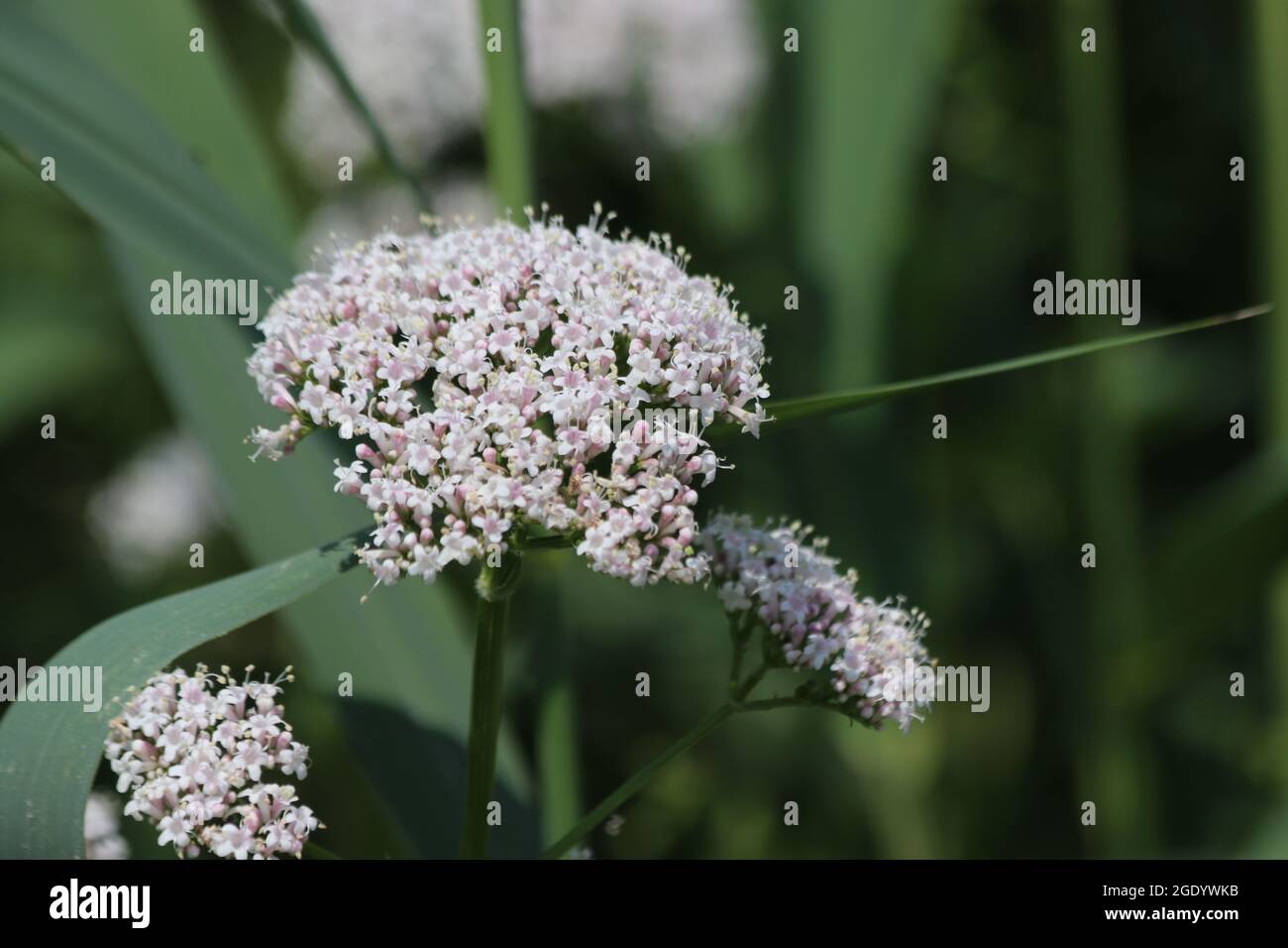 Hogweed flower by the side of the road, the plant causes allergic