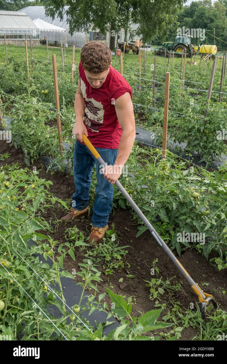 A farmer weeding the large vegetable garden Stock Photo