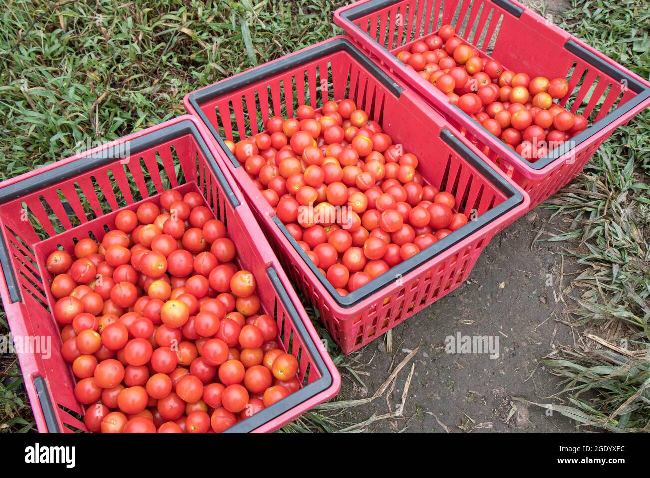 Tomatoes that were just picked at a Massachusetts farm Stock Photo