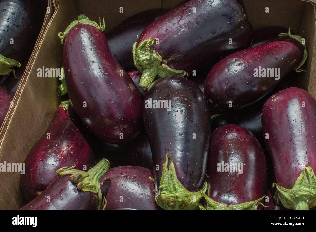 Eggplant just picked at a Massachusetts farm Stock Photo