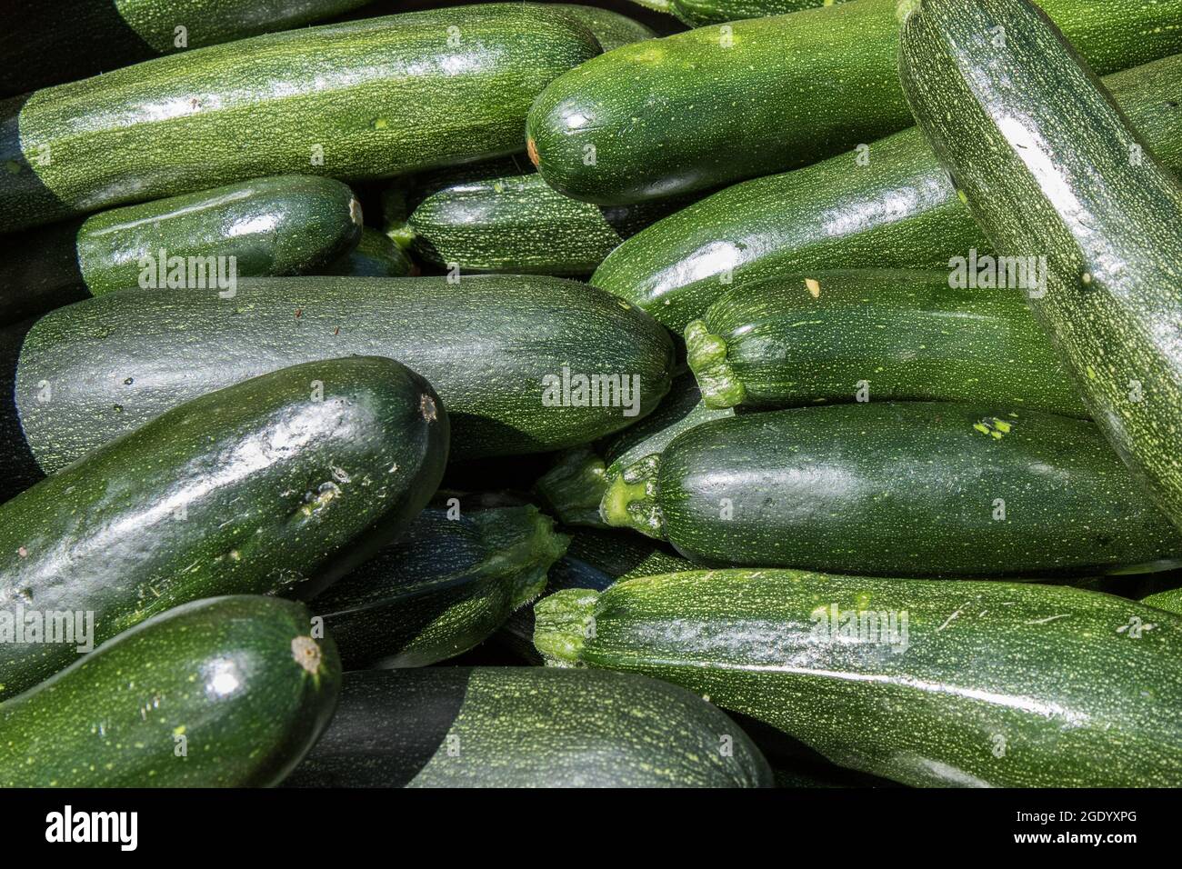 Zucchini  just picked at a Massachusetts farm Stock Photo