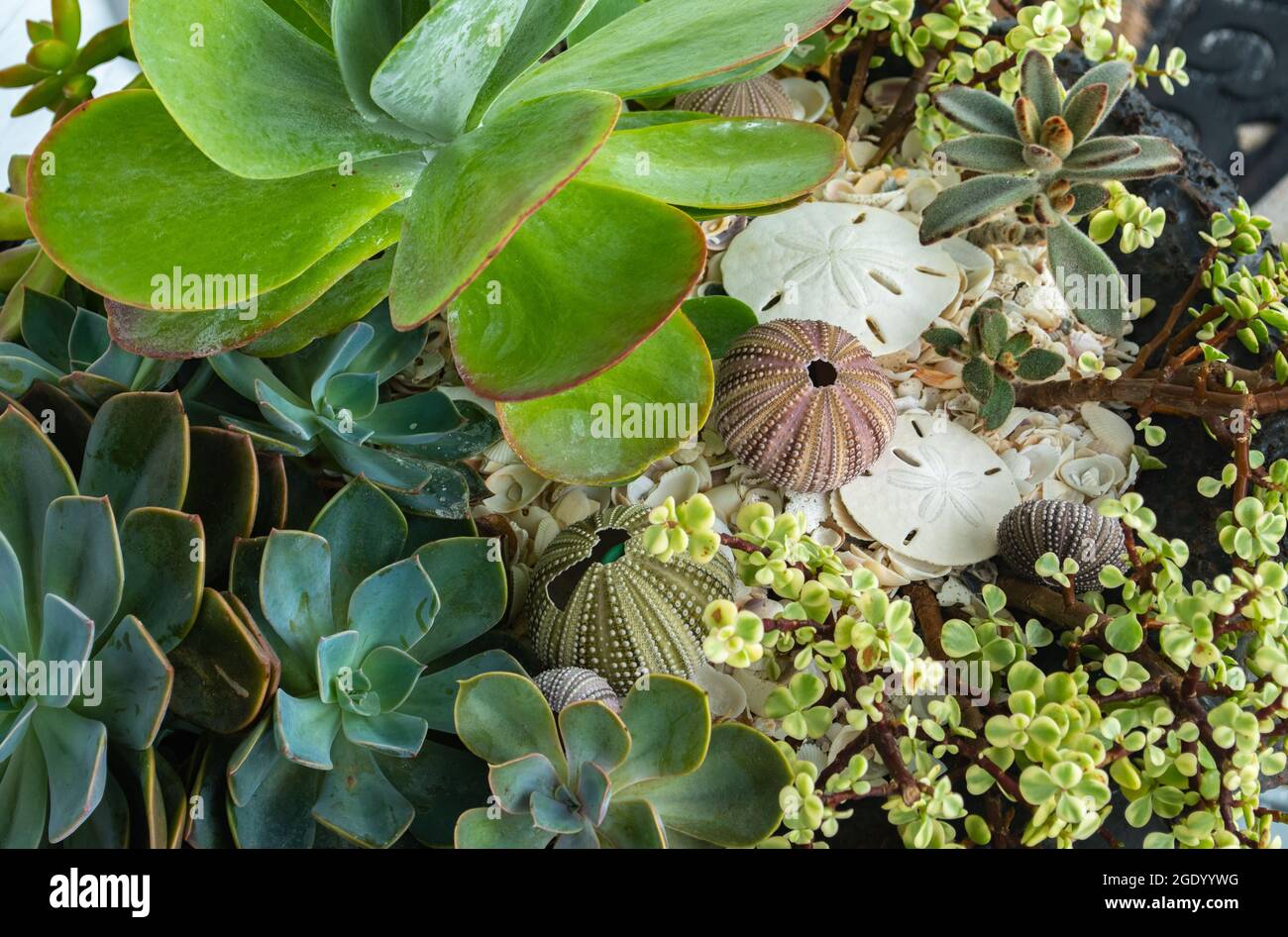 Closeup of tropical plants and succulents with sand dollars and seashells garden Stock Photo
