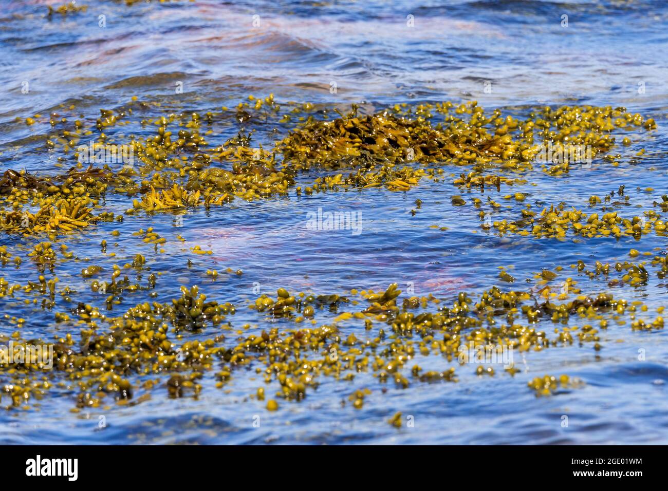 Algae floatting on the water, Tatihou Island, SaintVaast la Hougue Bay, Manche department