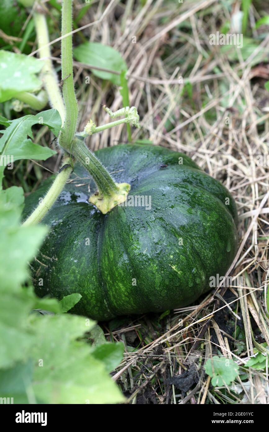 A green unripe pumpkin with dew drops grows in the garden Stock Photo ...