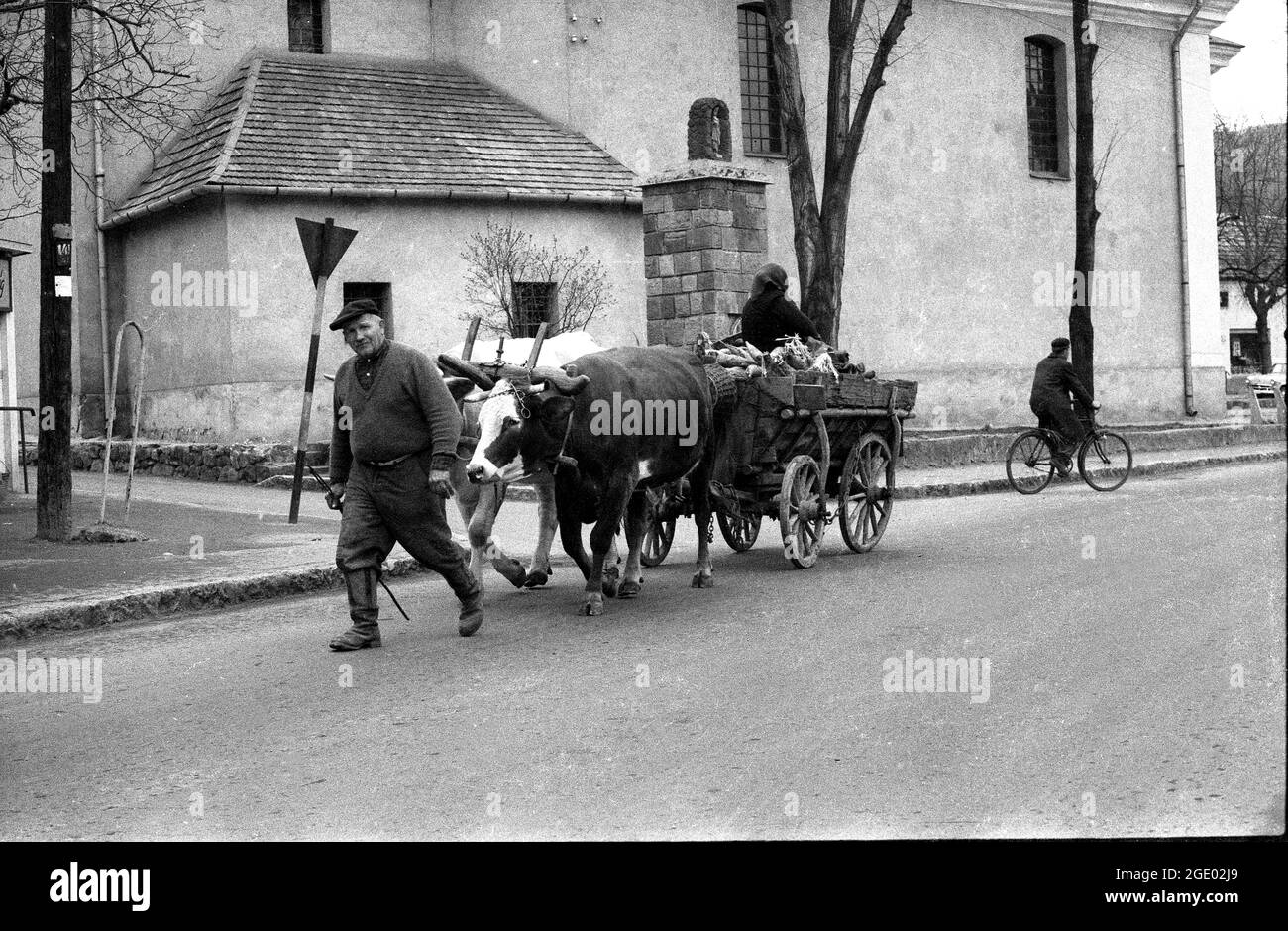Hungarian farmer going to market with oxen and cart in village near Budapest, Hungary 1956 Stock Photo