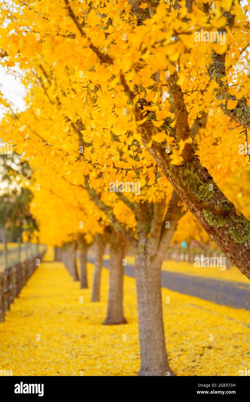 Ginkgo Trees Line The Road To A Winery in Napa Valley, California, USA