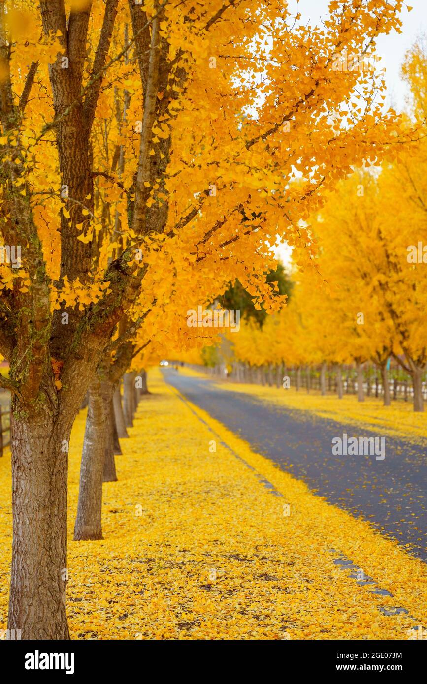 Ginkgo Trees Line The Road To A Winery in Napa Valley, California, USA