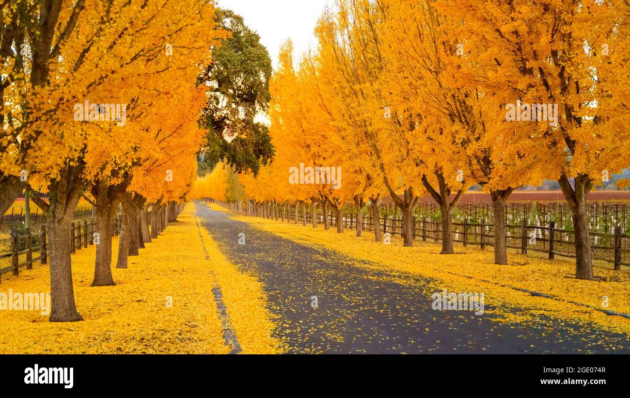 Ginkgo Trees Line The Road To A Winery in Napa Valley, California, USA
