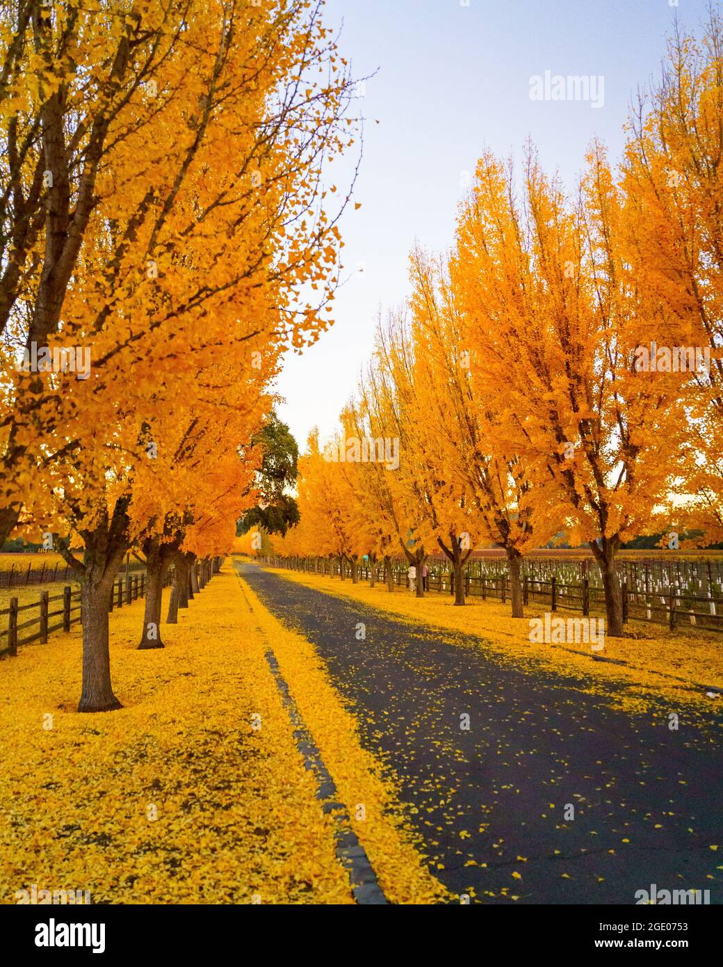 Ginkgo Trees Line The Road To A Winery in Napa Valley, California, USA