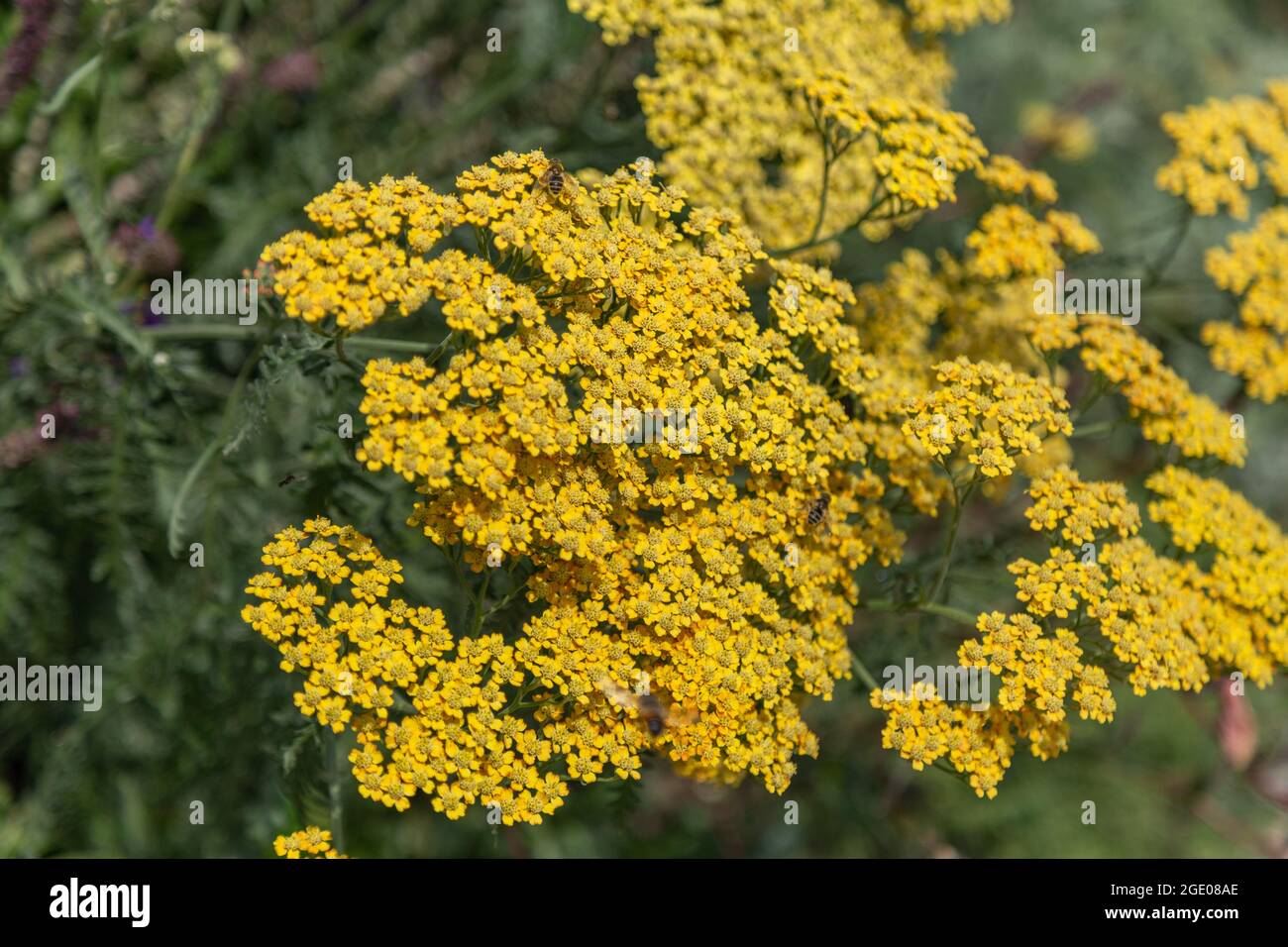 Yellow Achillea flowers. Also known as yellow yarrow Stock Photo - Alamy