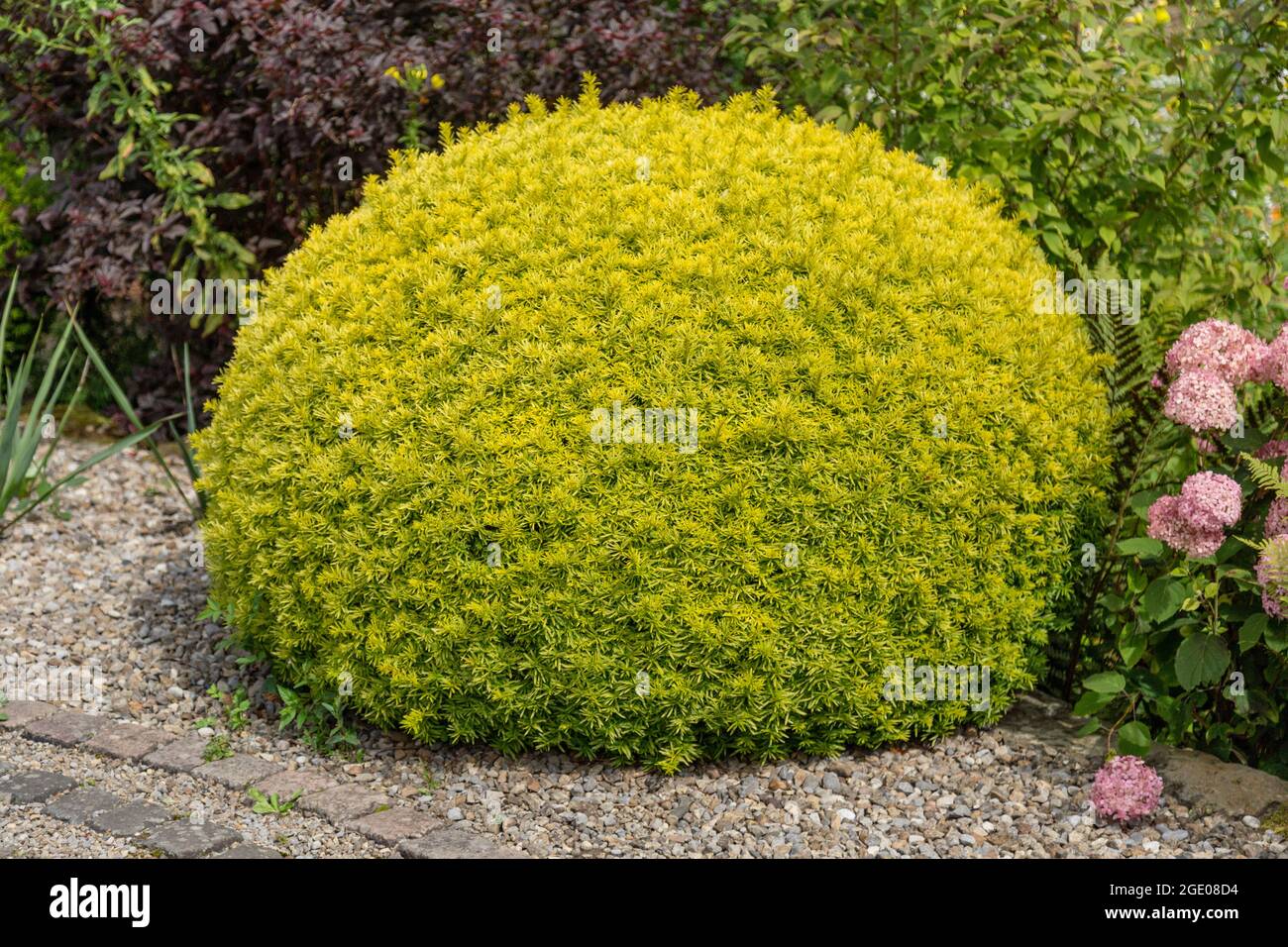 English Yew Topiary Ball - Taxus baccata. Stock Photo