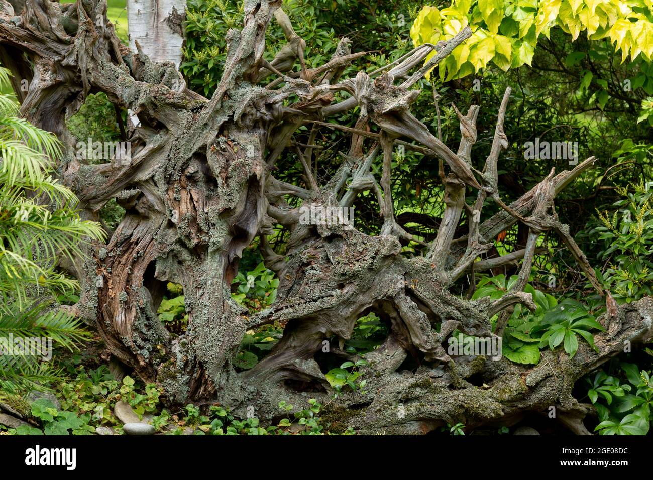 A large piece of driftwood as a garden feature. Stock Photo