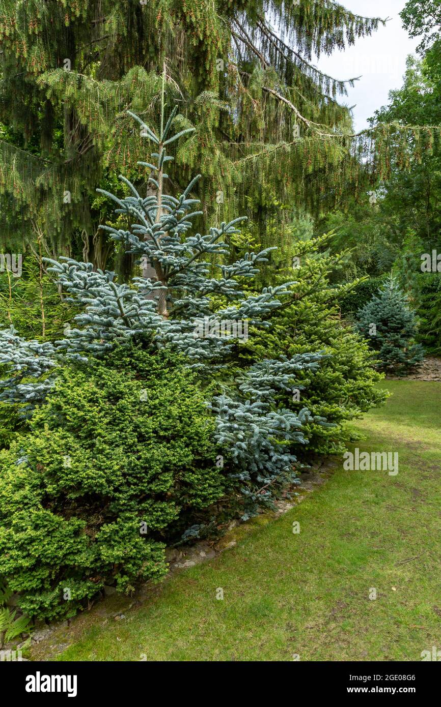 A conifer bed edging a lawn. Stock Photo