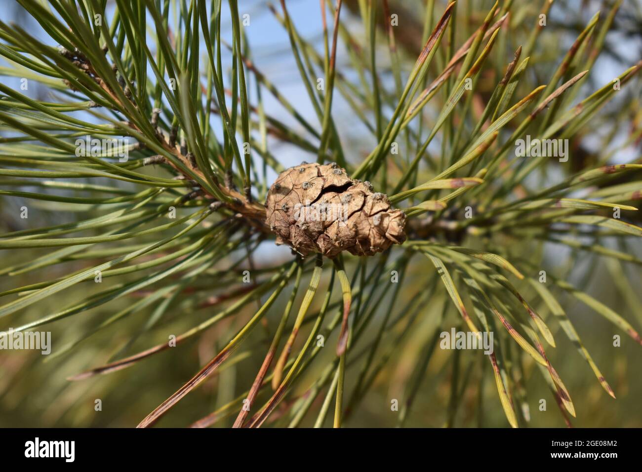 Pinus sylvestris seed hi-res stock photography and images - Alamy